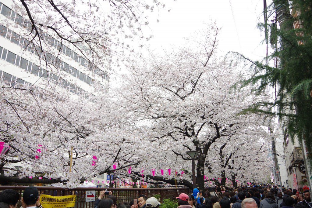 桜シーズン 目黒川と毛利庭園の桜を見に行ってみた Another Skies